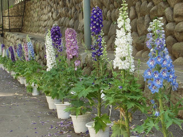 p5036502