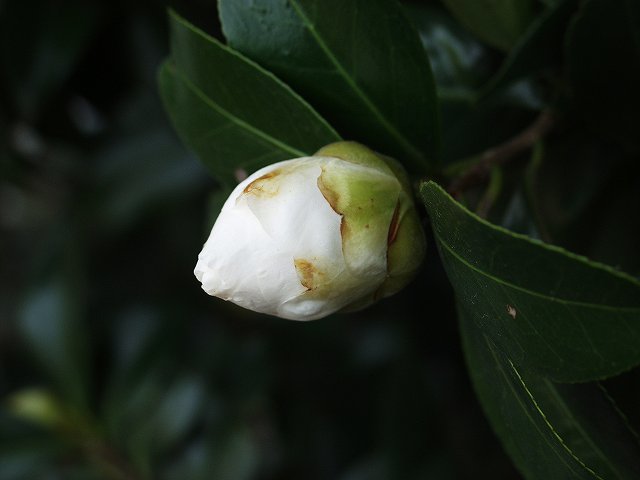 p3134332