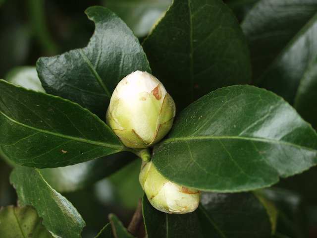 p3134333