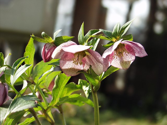 p3134405