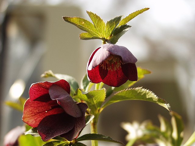 p3134407