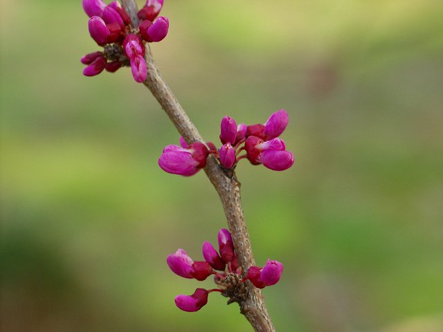p4018119