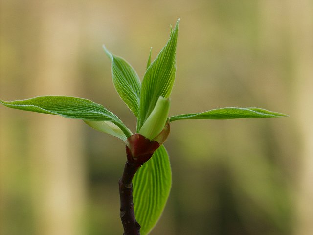 p4018124