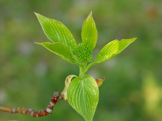 p4018125