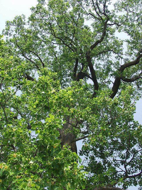 p5089493