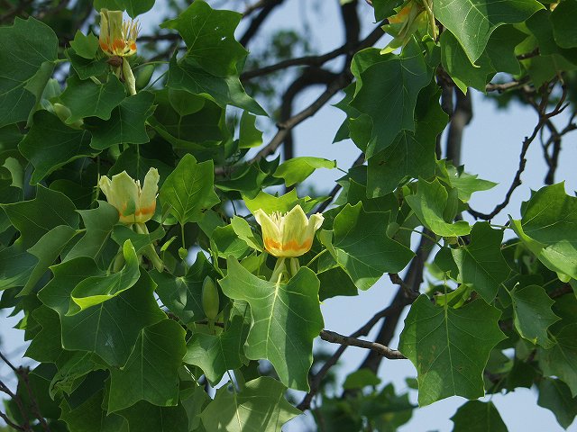 p5089508
