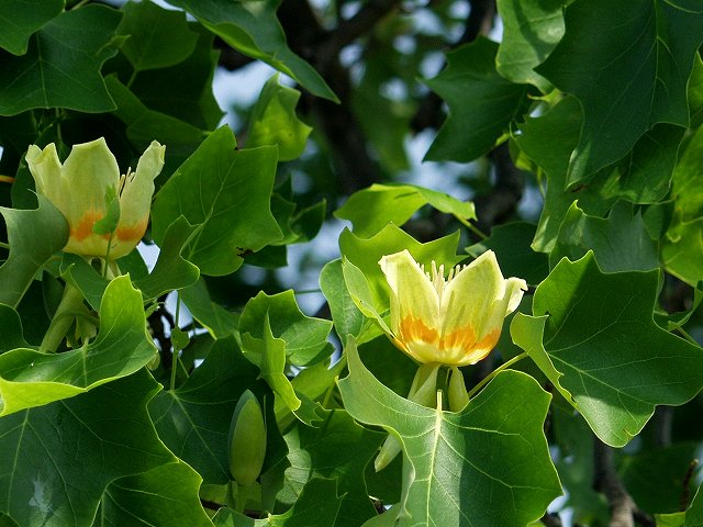 p5089516