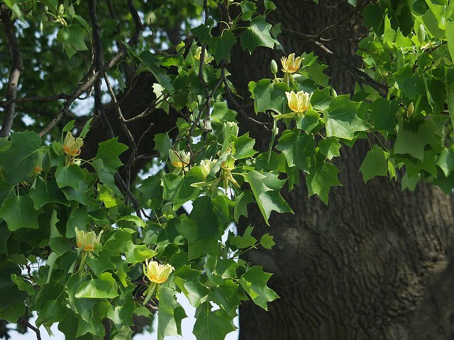 p5089523