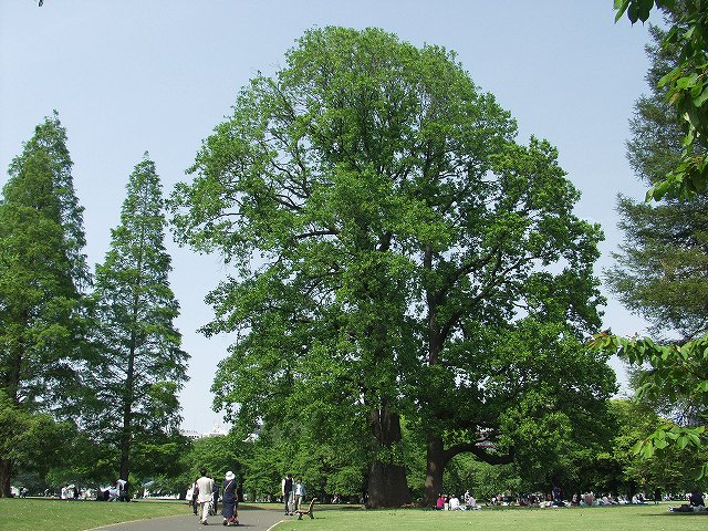 p5089526