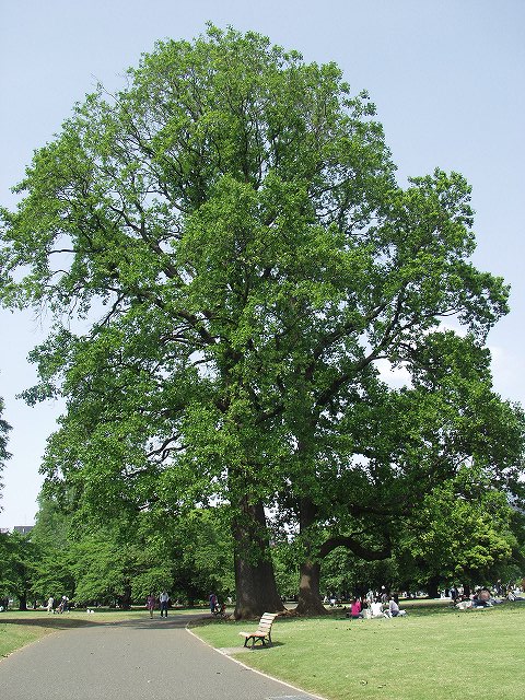 p5089530