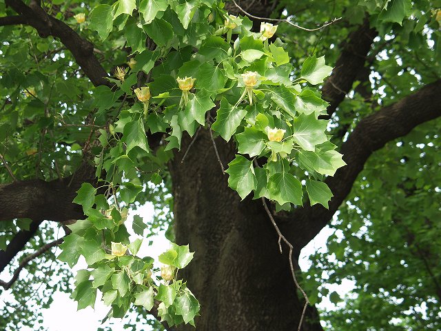 p5089552