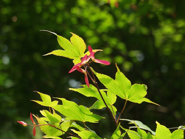 p5089555