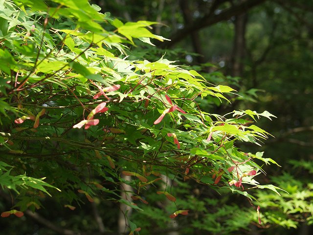 p5089557