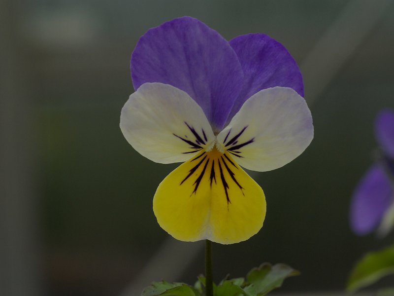 p1150775