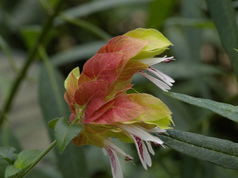 p1150794