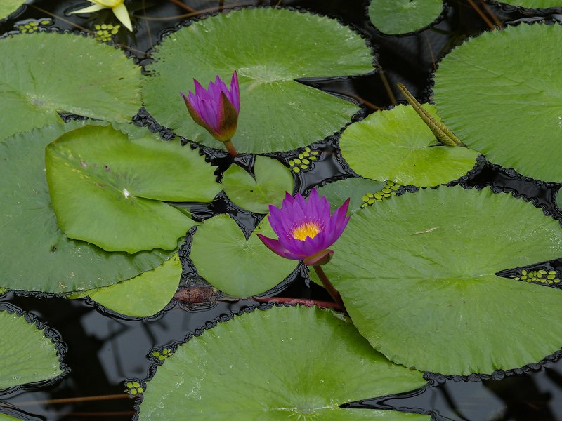 p1150800