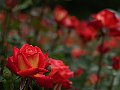 html/p5143740.html