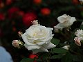 html/p5143757.html
