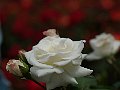 html/p5143758.html