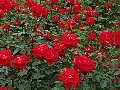 html/p5143797.html