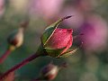 html/pc170276.html