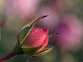 html/pc170276a.html