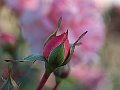 html/pc170278.html
