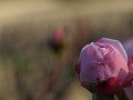 html/pc170281.html