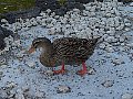 html/pc170288.html