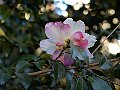 html/pc170344.html