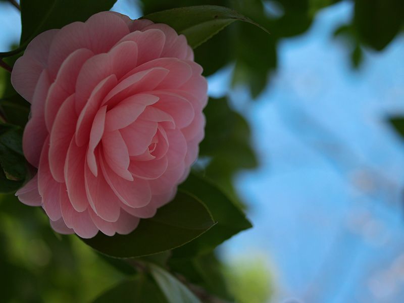 p3251295