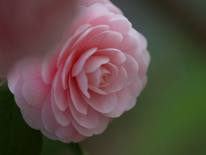p3251398