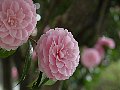 html/p4011452.html