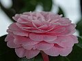html/p4011453.html