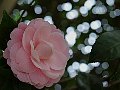 html/p4011461.html