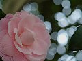 html/p4011463.html