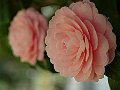 html/p4011502.html