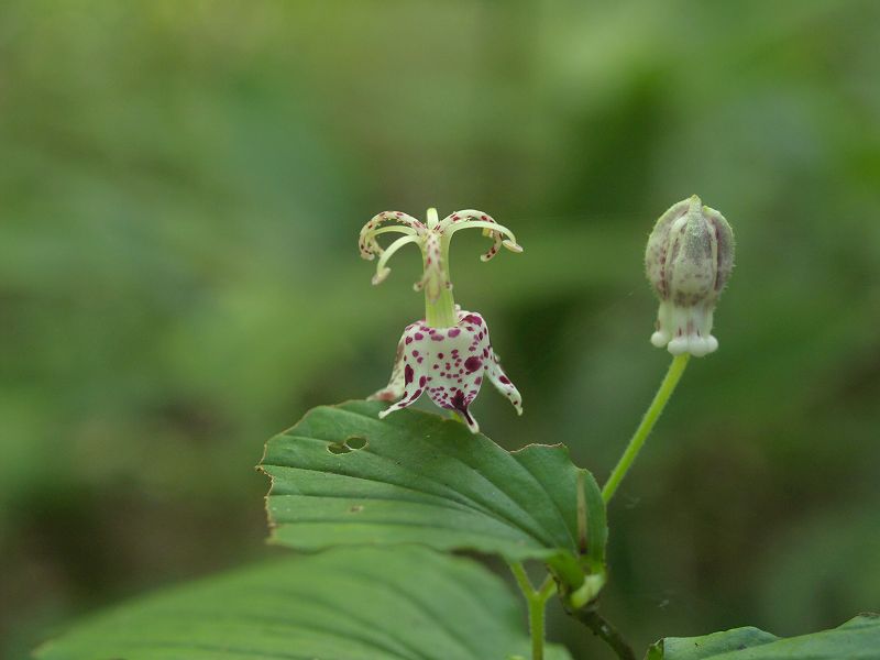 p9304266