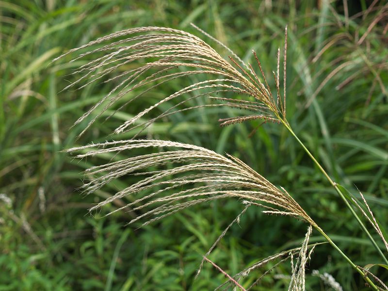 p9304333