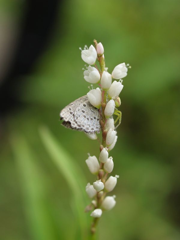 p9304335