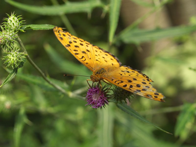 p9304353