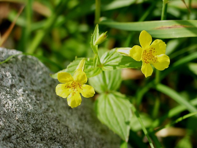 p6300565