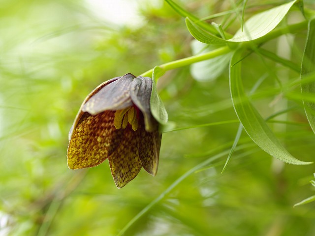 p7024967