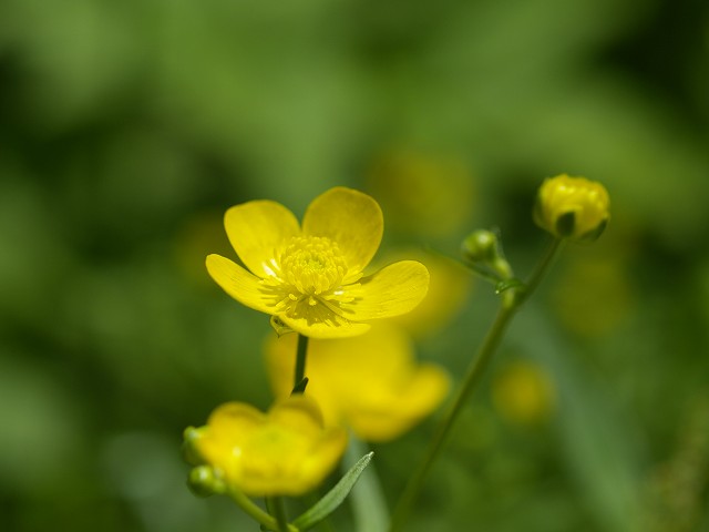 p7024990