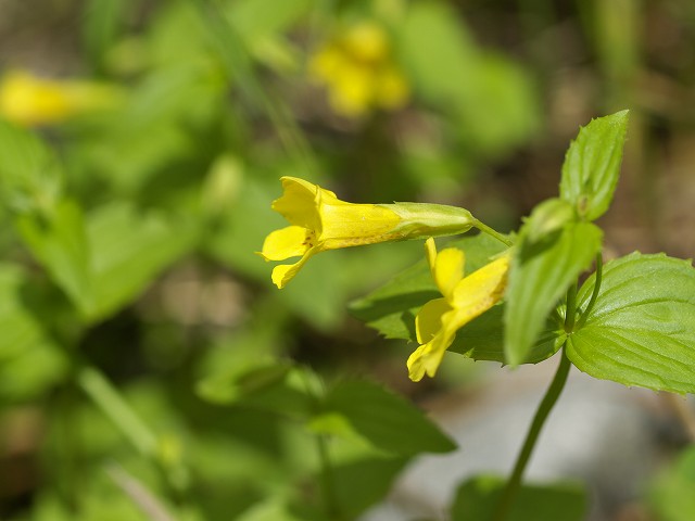 p7024995