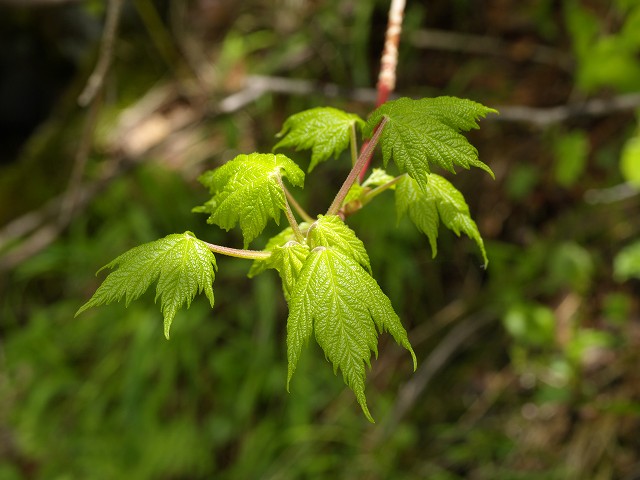 p7024996