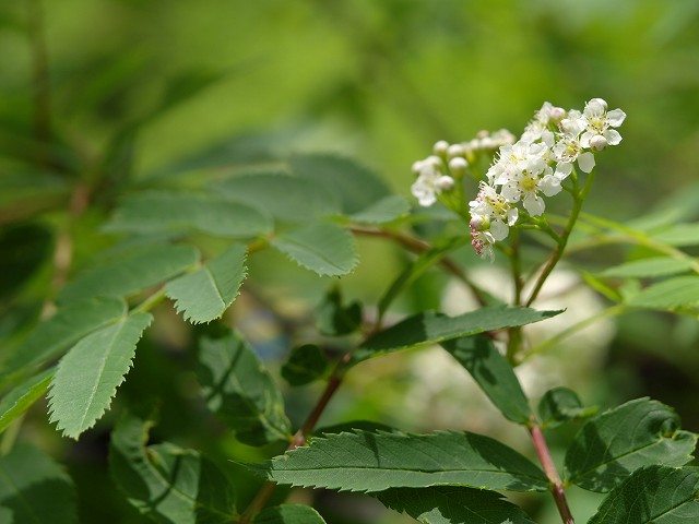 p7025006