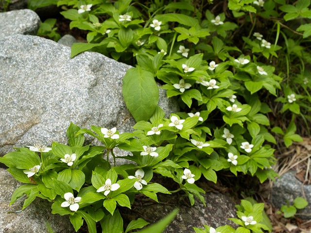 p7035120